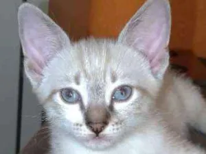 Gato raça SRD idade 2 a 6 meses nome Não tem