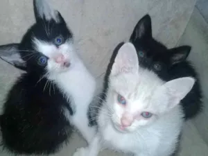 Gato raça Não sabemos  idade 2 a 6 meses nome Sem nome