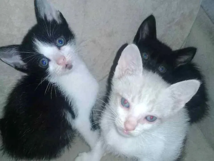 Gato ra a Não sabemos  idade 2 a 6 meses nome Sem nome