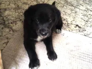 Cachorro raça mesclado idade Abaixo de 2 meses nome thulin