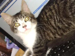 Gato raça Srd idade 4 anos nome Trinit e Harry