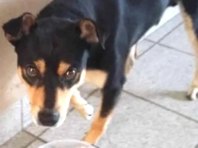 Cachorro ra a RSD idade 1 ano nome Paçoca