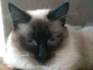 Gato raça Siamesa idade 1 ano nome NINA