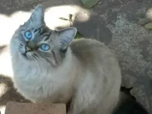 Gato raça Siamês idade 5 anos nome Alice
