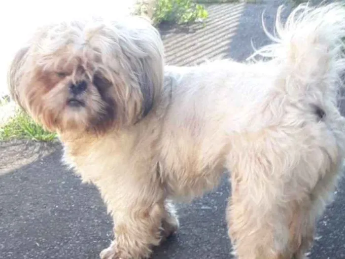 Cachorro ra a Shitszu  idade 1 ano nome Dudu 