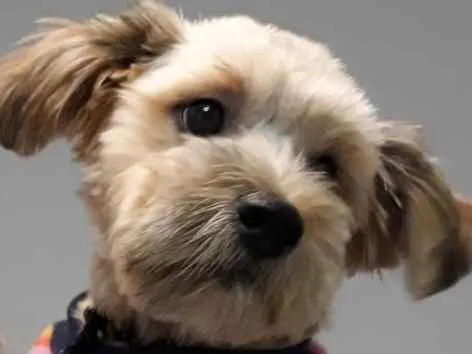 Cachorro ra a Mestiço  idade 7 a 11 meses nome Bidu 
