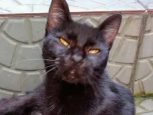 Gato raça Sdr vira lata idade 1 ano nome Ursula