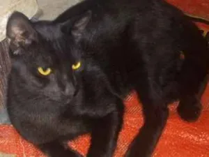 Gato raça Siamês com pé duro idade 2 a 6 meses nome adoção