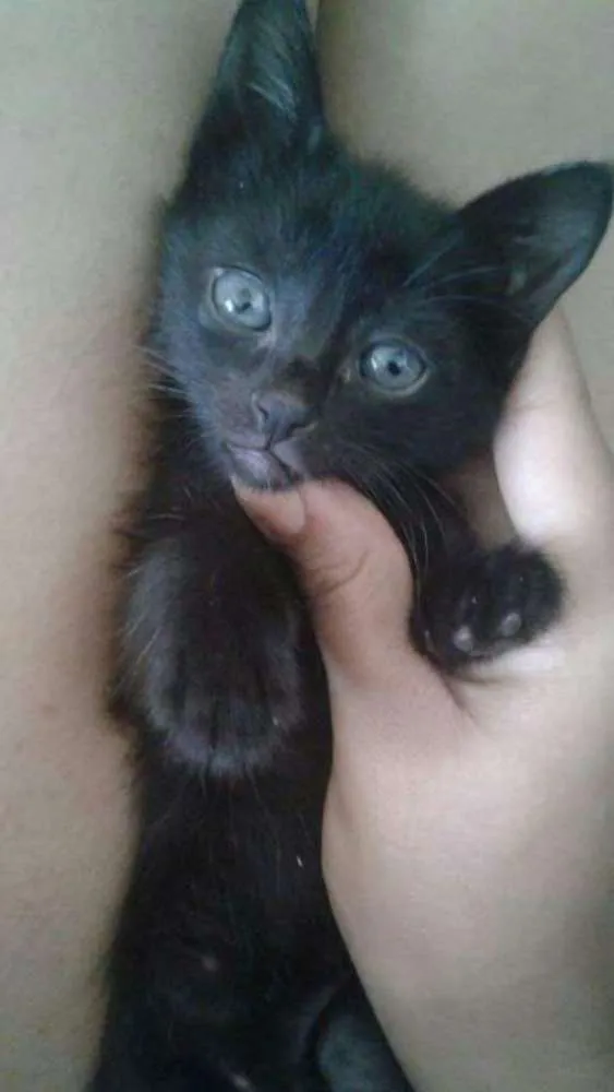 Gato ra a  idade 2 a 6 meses nome Não possui nome 