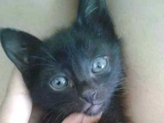 Gato ra a  idade 2 a 6 meses nome Não possui nome 