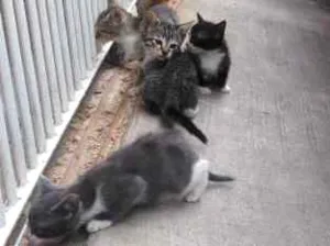 Gato raça RND idade 2 a 6 meses nome Sem nomes