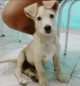 Bidú