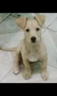 Bidú