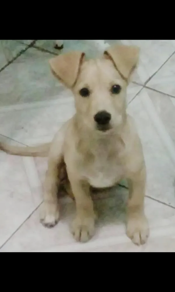 Cachorro raça Vira lata idade 2 a 6 meses nome Bidú