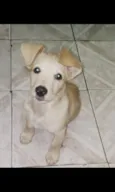Bidú