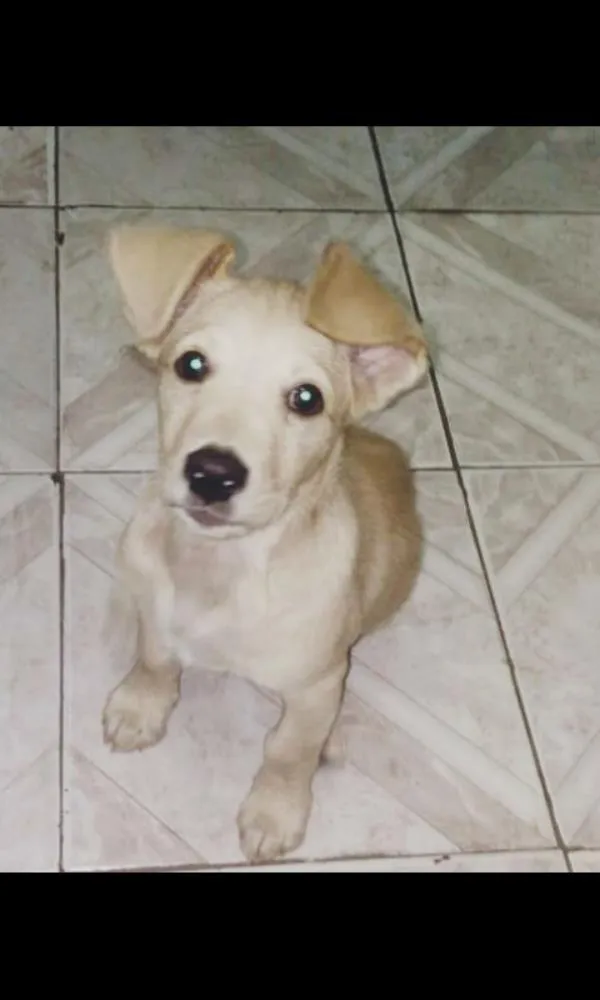 Cachorro raça Vira lata idade 2 a 6 meses nome Bidú