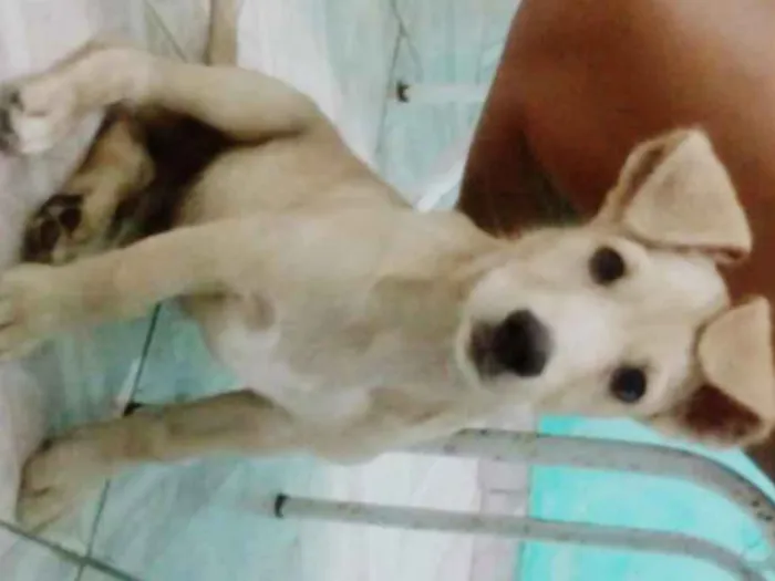 Cachorro raça Vira lata idade 2 a 6 meses nome Bidú