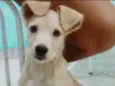 Bidú