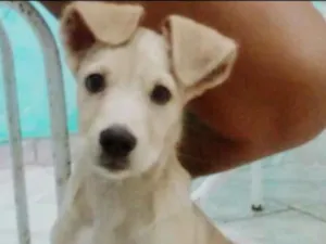 Cachorro raça Vira lata idade 2 a 6 meses nome Bidú