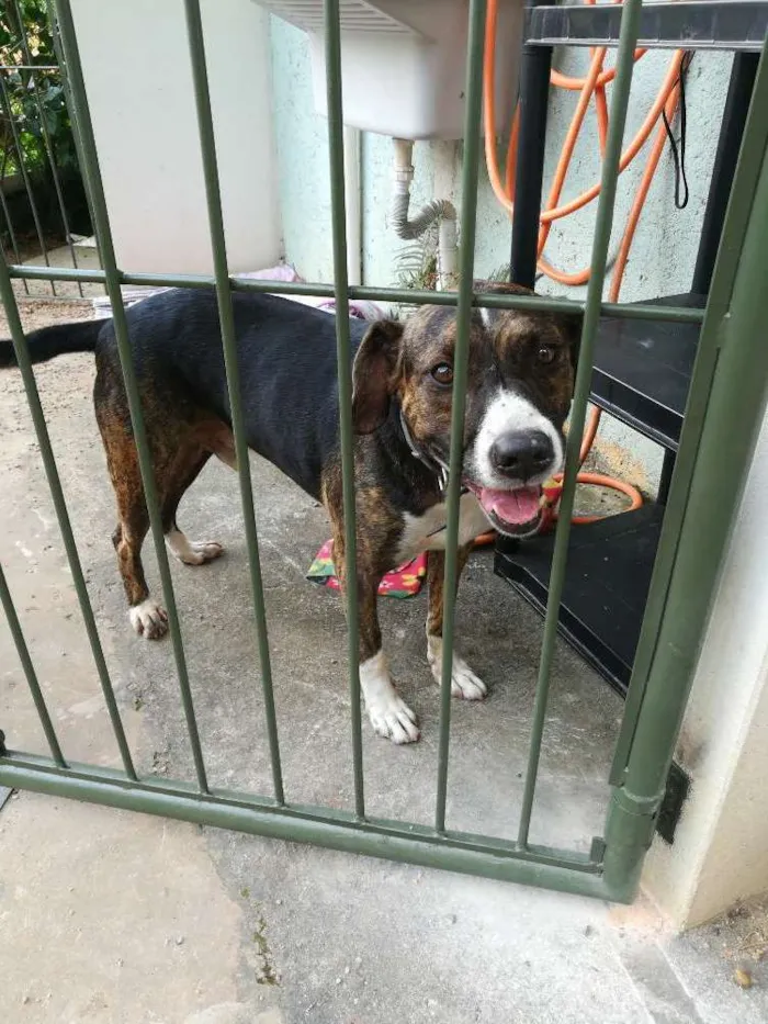 Cachorro ra a Srd idade 3 anos nome Logan