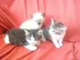 Linda, Lili e lulu