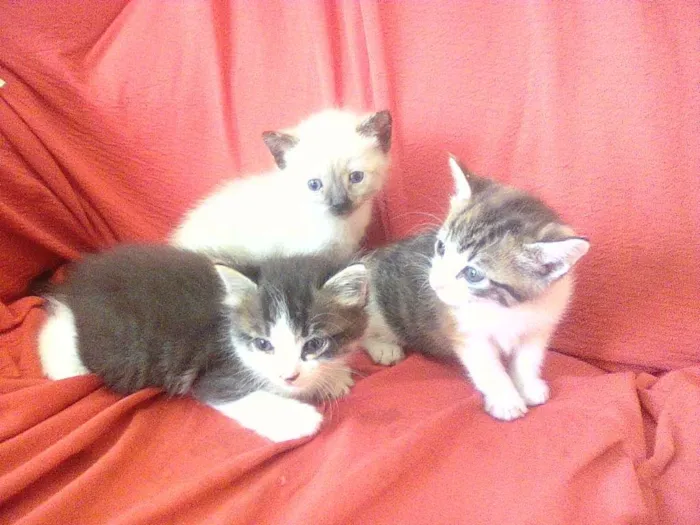 Gato ra a Srd idade Abaixo de 2 meses nome Linda, Lili e lulu