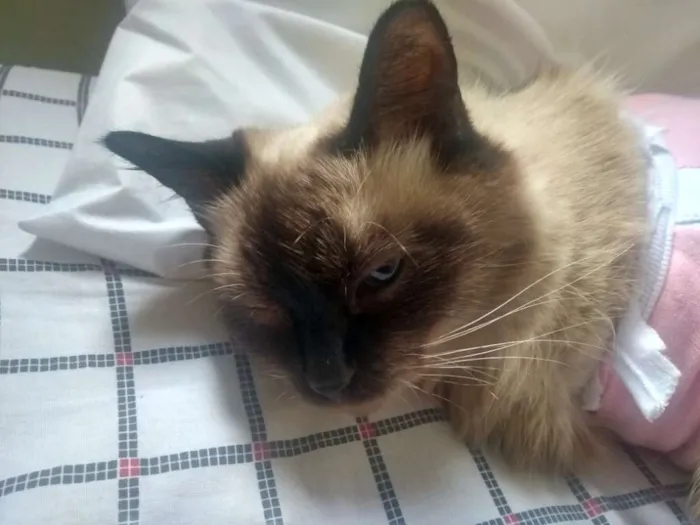 Gato ra a siamês idade 2 anos nome liz
