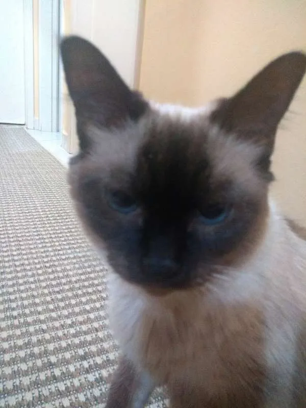 Gato ra a siamês idade 2 anos nome liz