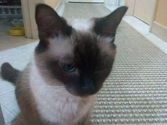 Gato ra a siamês idade 2 anos nome liz