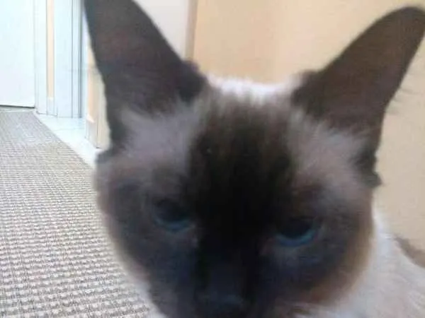 Gato ra a siamês idade 2 anos nome liz