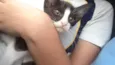 Mufasa