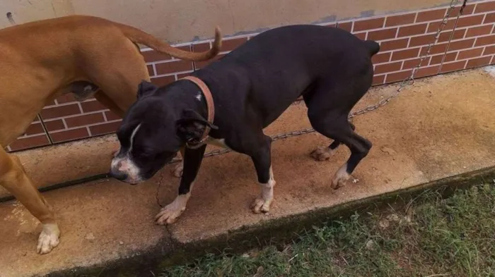 Cachorro raça Boxer idade 7 a 11 meses nome Kira