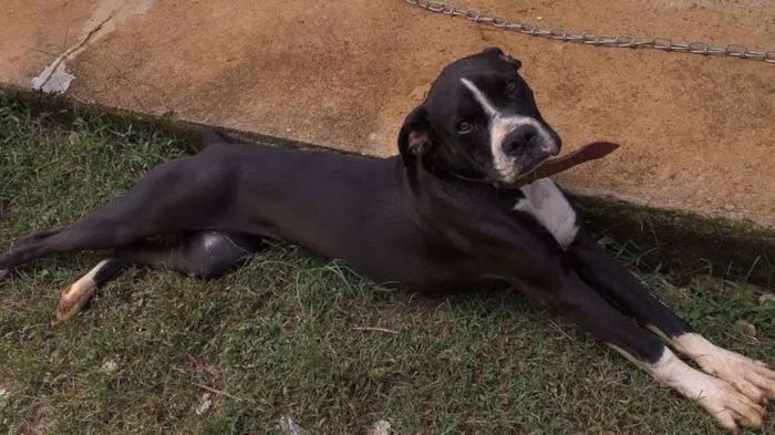 Cachorro raça Boxer idade 7 a 11 meses nome Kira