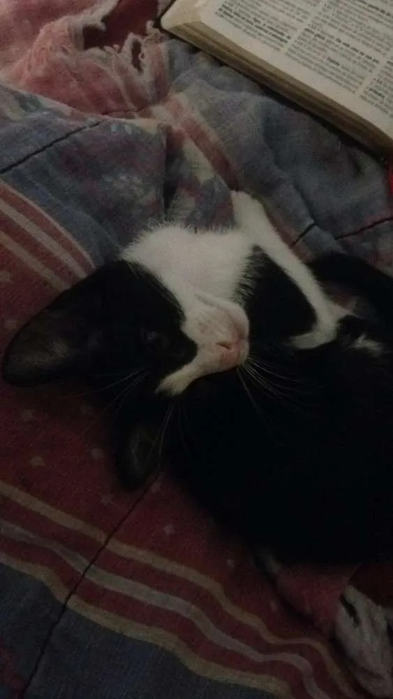 Gato ra a Vira lata  idade Abaixo de 2 meses nome Mufasa