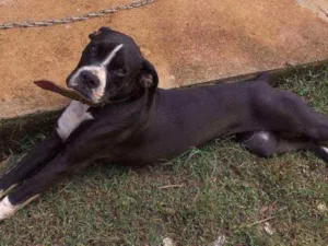 Cachorro raça Boxer idade 7 a 11 meses nome Kira