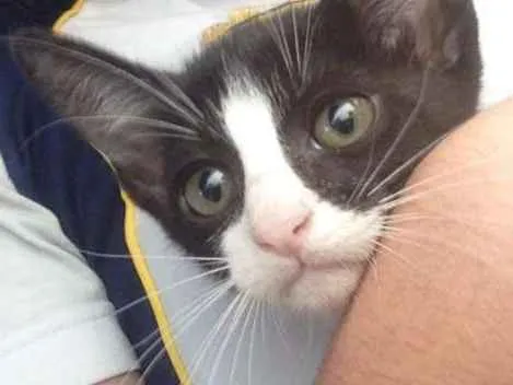 Gato ra a Vira lata  idade Abaixo de 2 meses nome Mufasa