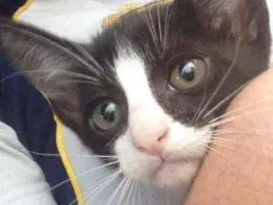 Gato raça Vira lata  idade Abaixo de 2 meses nome Mufasa