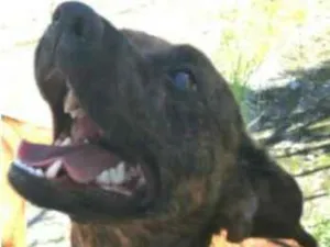 Cachorro raça srd idade  nome sem nome