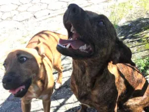 Cachorro raça srd idade 7 a 11 meses nome sem nome