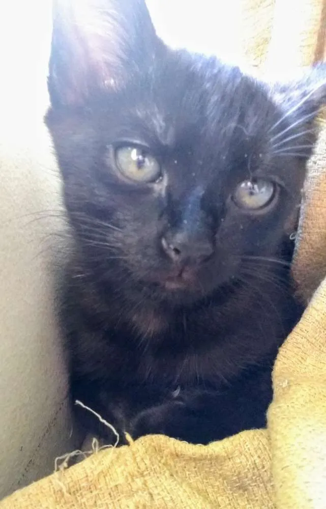 Gato ra a SRD idade 2 a 6 meses nome Salém