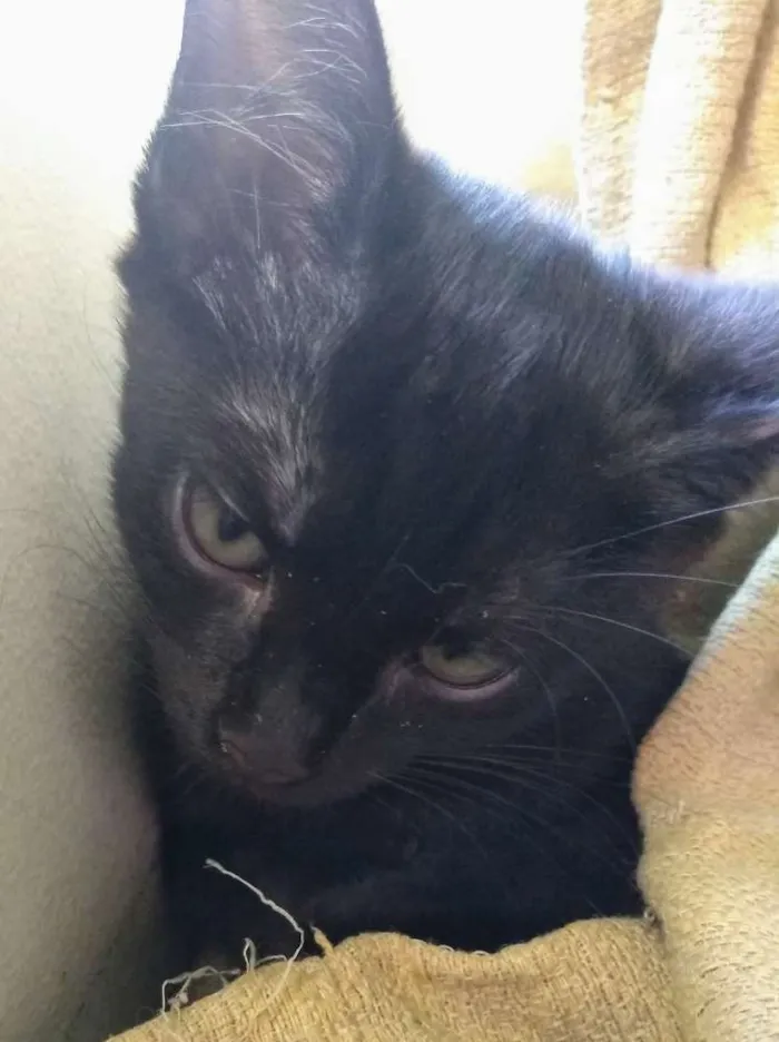 Gato ra a SRD idade 2 a 6 meses nome Salém