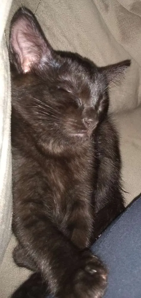 Gato ra a SRD idade 2 a 6 meses nome Salém