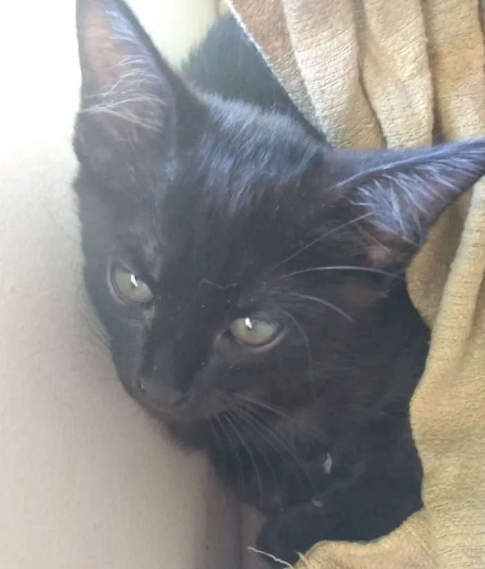 Gato ra a SRD idade 2 a 6 meses nome Salém