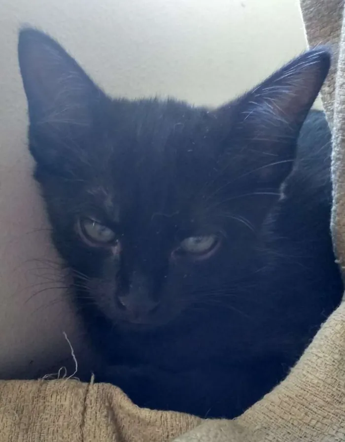 Gato ra a SRD idade 2 a 6 meses nome Salém