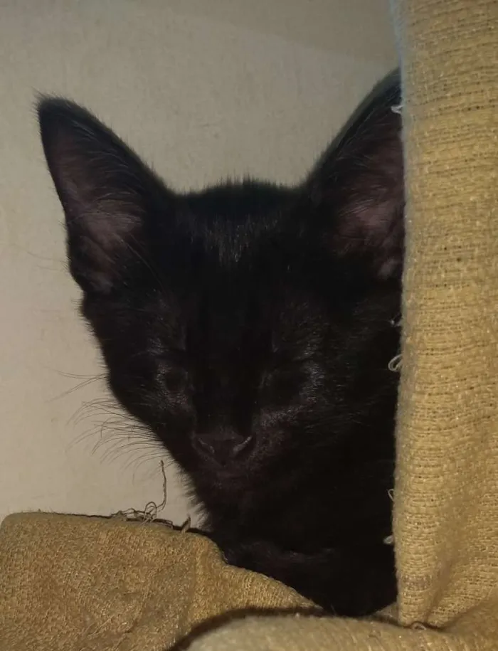 Gato ra a SRD idade 2 a 6 meses nome Salém