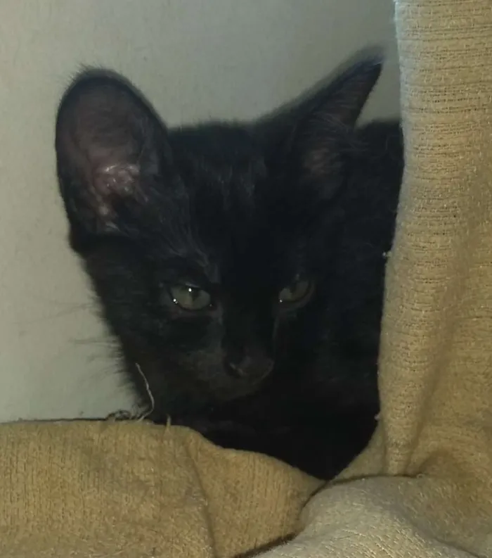 Gato ra a SRD idade 2 a 6 meses nome Salém