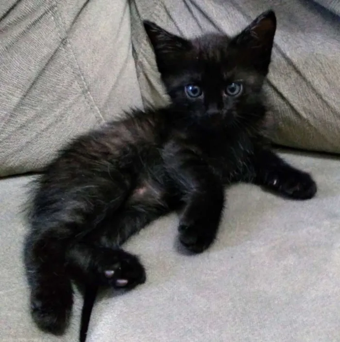 Gato ra a SRD idade 2 a 6 meses nome Salém