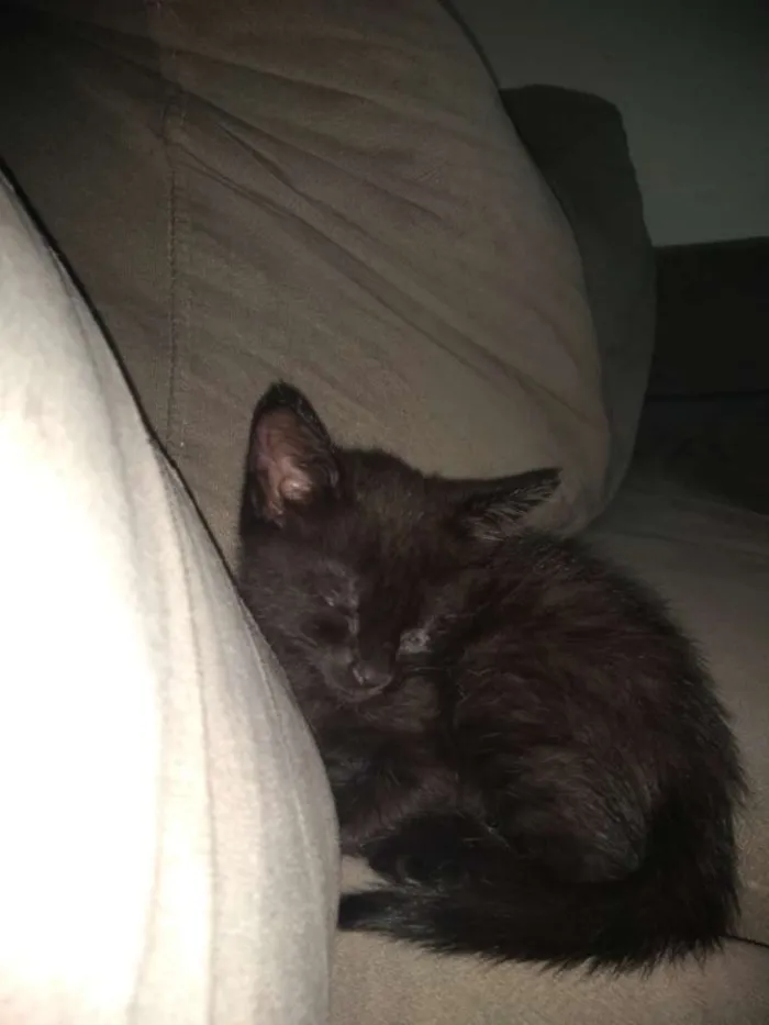 Gato ra a SRD idade 2 a 6 meses nome Salém