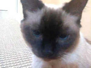 Gato raça siamês idade 2 anos nome liz