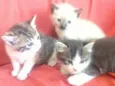 Linda, Lili e lulu